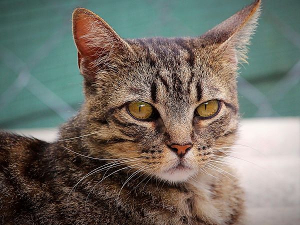 Droop Kreta vogn Tabby cats - APROP