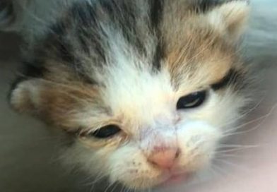 What to do if you find an orphaned kitten