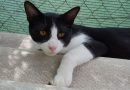2021 en adopciones de gatos!