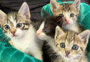 Kätzchen zur Adoption