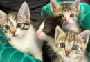 Gatinhos para adoção
