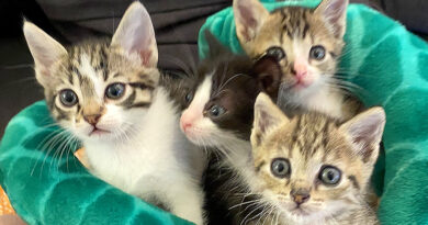 Chatons à adopter Chatons à adopter