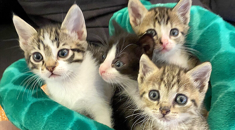 Kittens voor adoptie