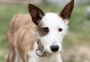 You can’t change a dog’s past, but you can re-write its future…