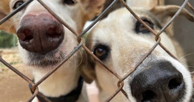 In The Dog House – collecte de fonds pour dormir In The Dog House – collecte de fonds pour dormir