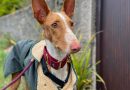 2021 en adopciones de perros!