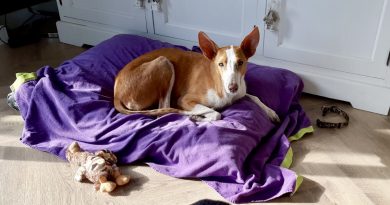 la historia de nala