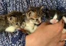 Being mum for kittens