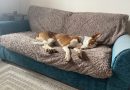 Allow your dog to guide YOU