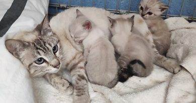 Mama Katzen und Kätzchen