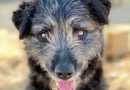 What can YOU do for your dog?