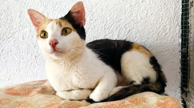 Nida