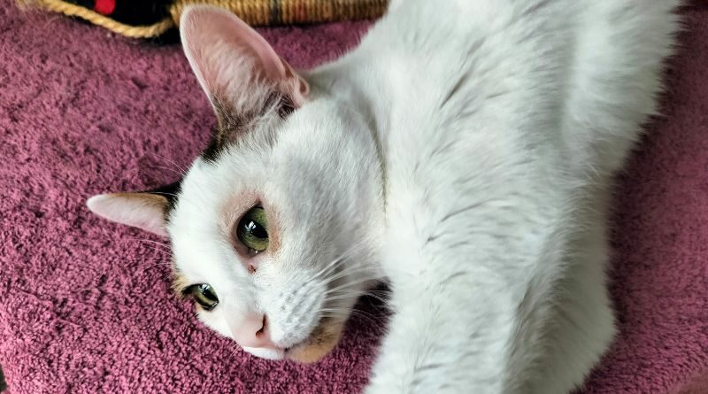 Blanquita