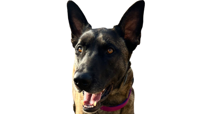 Rocky – reserved