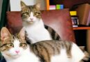 Adotar dois gatos juntos é melhor do que um