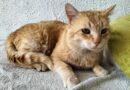 Longer term foster cats