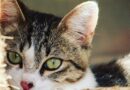 Learn to live with feral cats