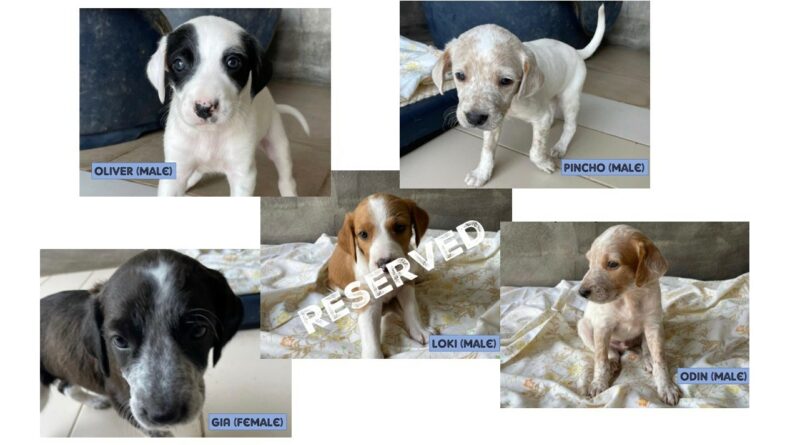 Puppies